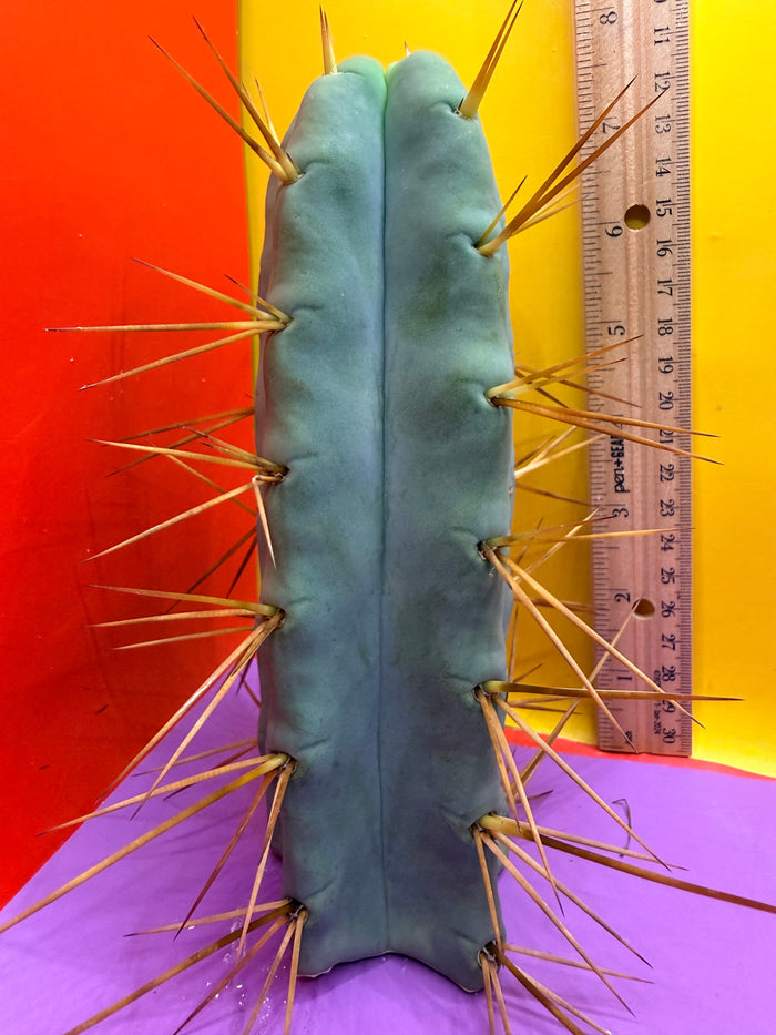 Thic Jiimz Twin Spine !