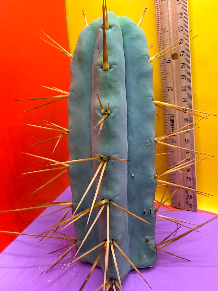 Thic Jiimz Twin Spine !