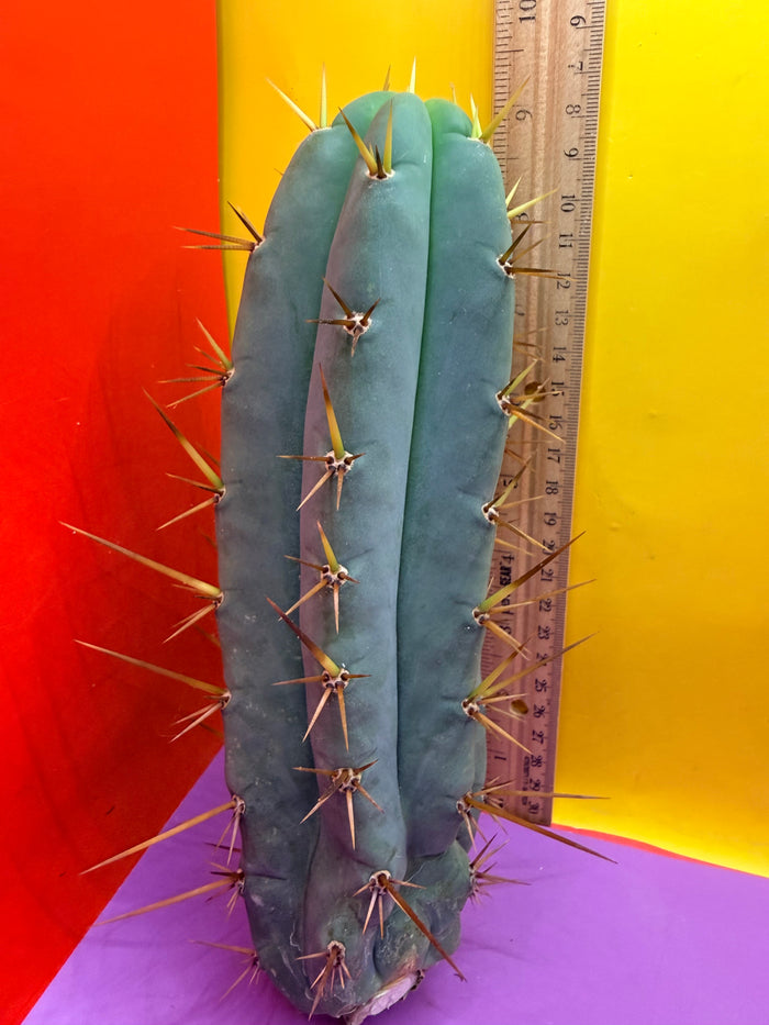 TIG X YOWIE- SAN pedro cactus