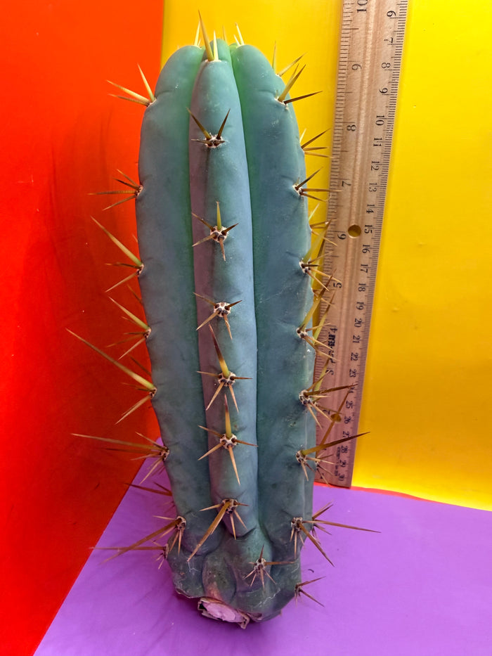 TIG X YOWIE- SAN pedro cactus