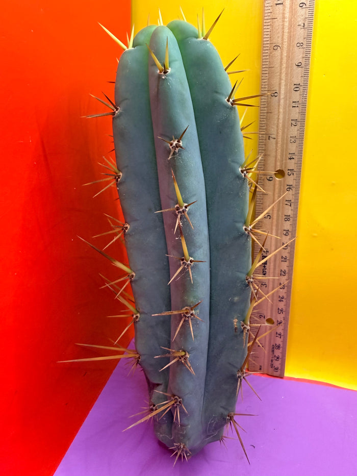 TIG X YOWIE- SAN pedro cactus