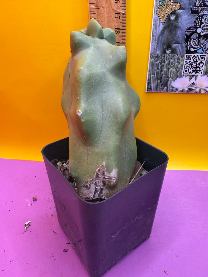 Totem pole cactus - spiral form