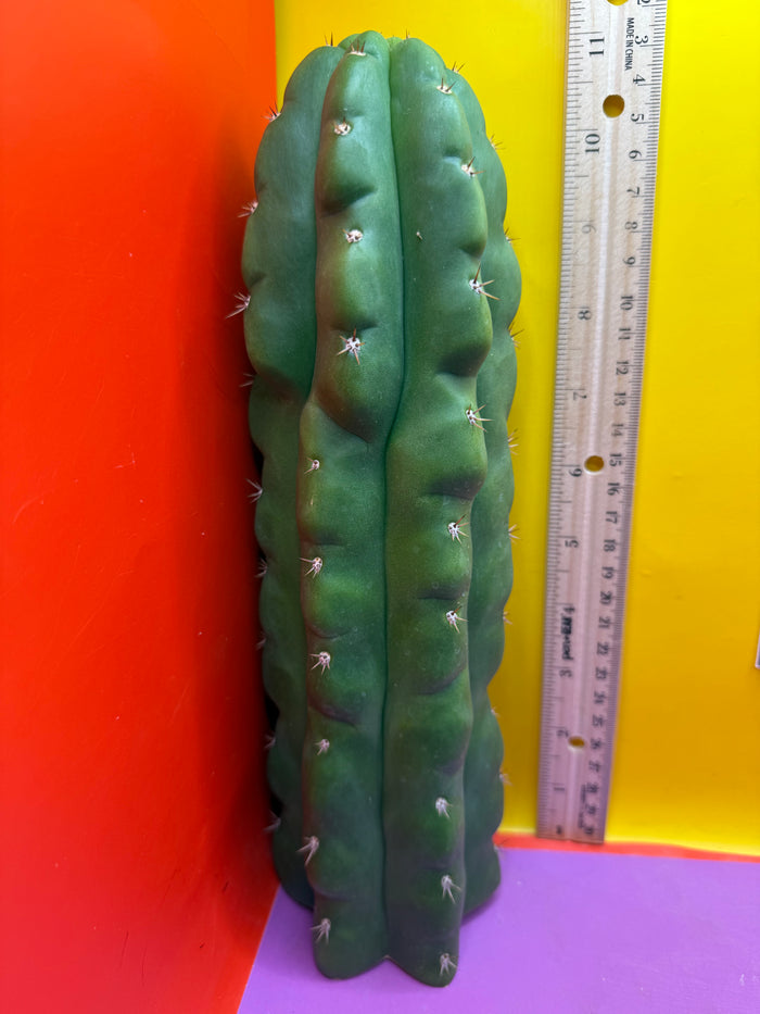 TPM -monstrose San Pedro cactus