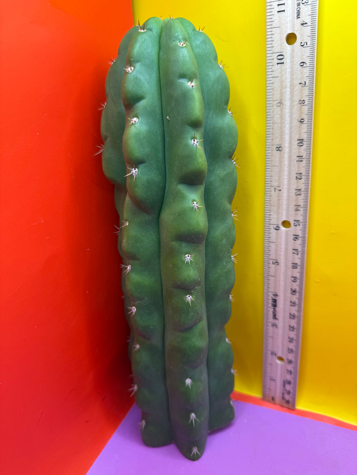 TPM -monstrose San Pedro cactus