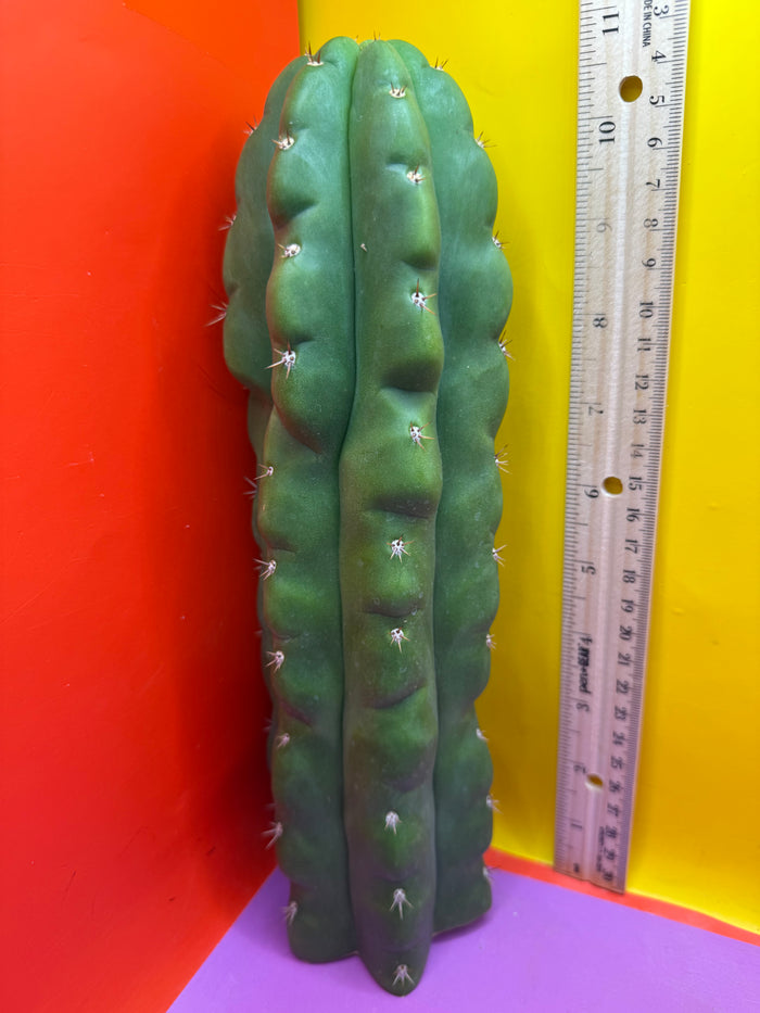 TPM -monstrose San Pedro cactus