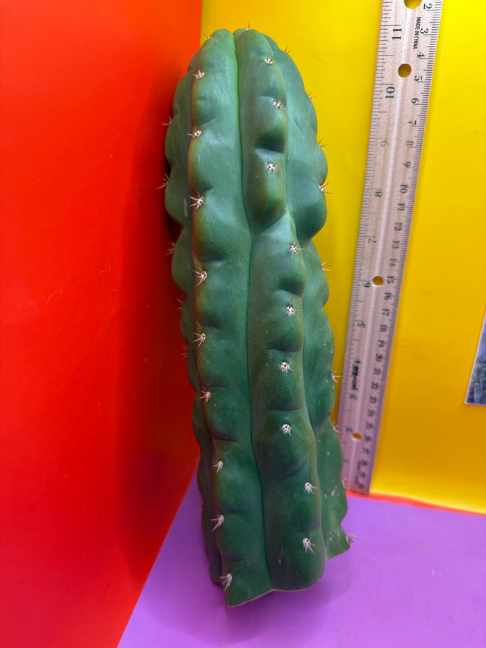 TPM -monstrose San Pedro cactus