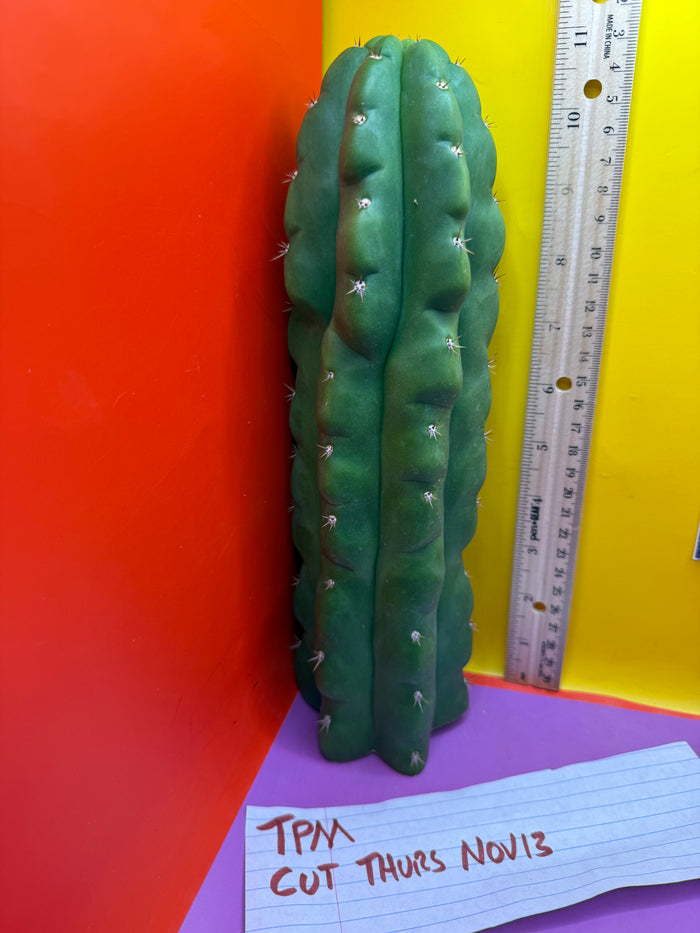 TPM -monstrose San Pedro cactus