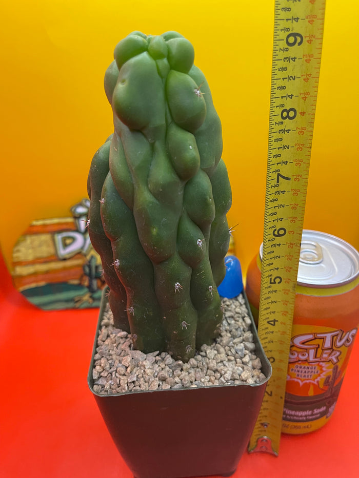 TPM CACTUS