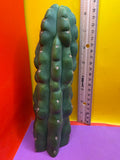 TPM ! Exact cactus