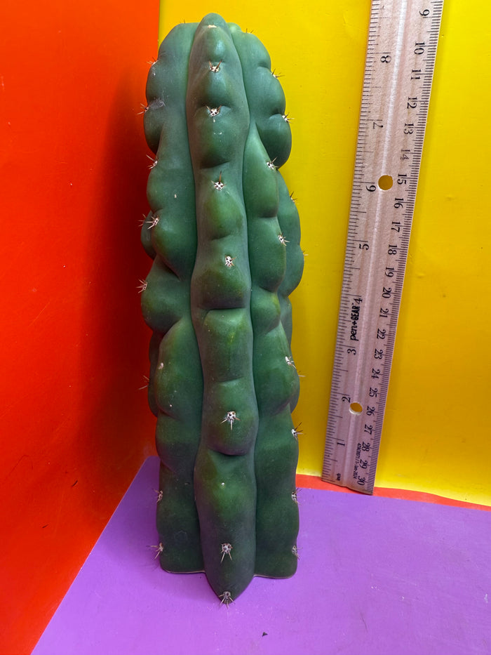 TPM ! Exact cactus