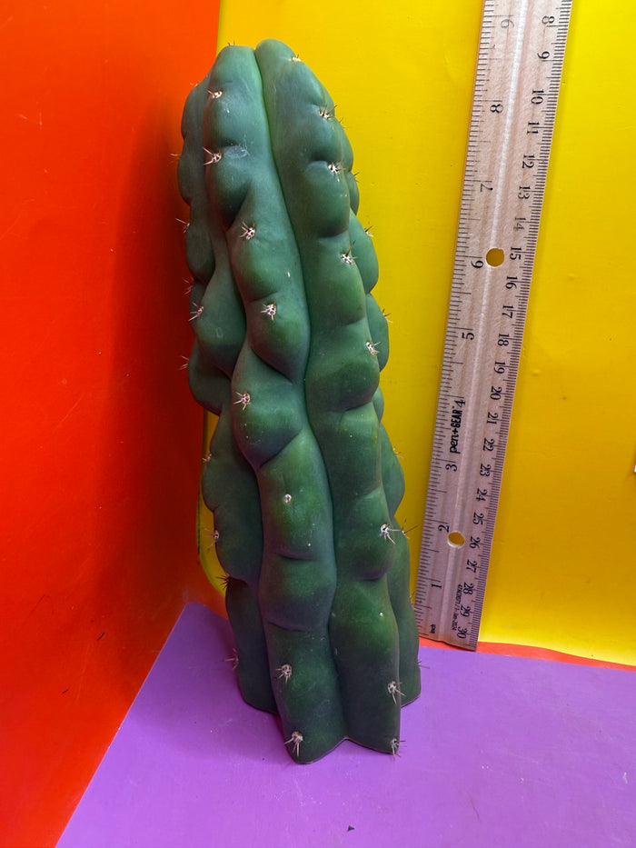TPM ! Exact cactus
