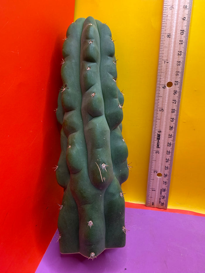 TPM ! Exact cactus