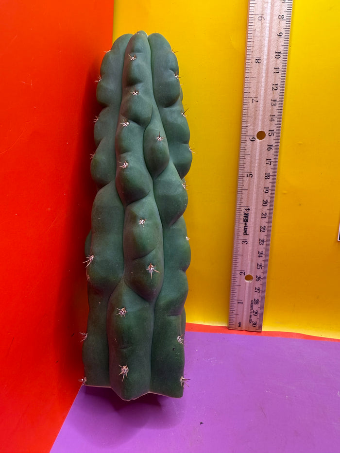 TPM ! Exact cactus