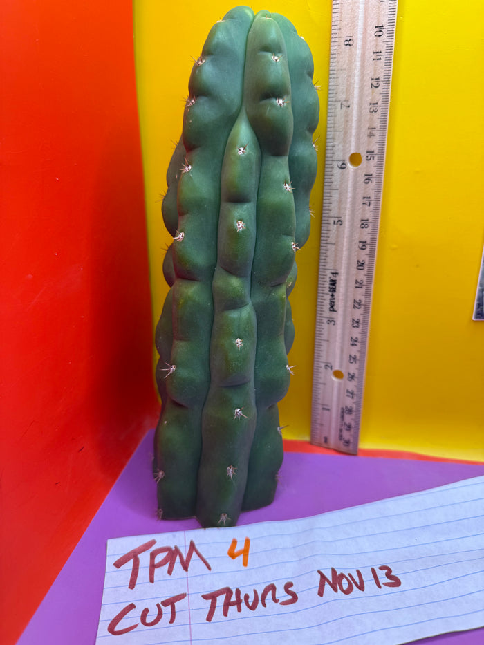 TPM ! Exact cactus