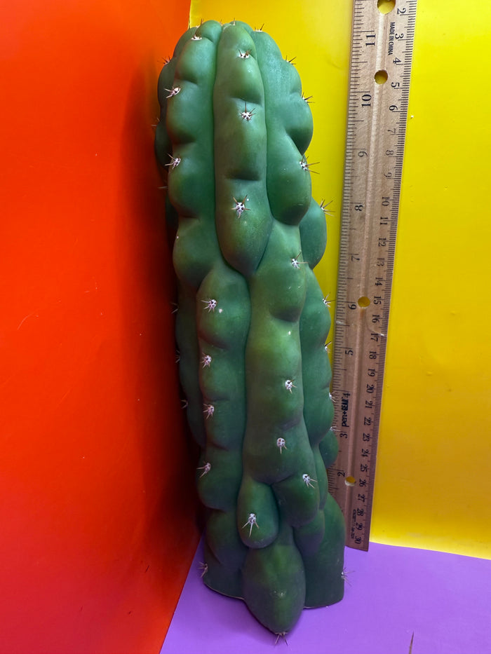 TPM ! Trichocereus Pachanoi Monstrose