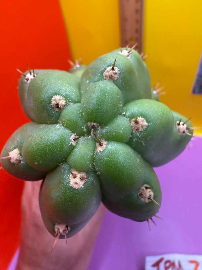 TPM ! Trichocereus Pachanoi Monstrose