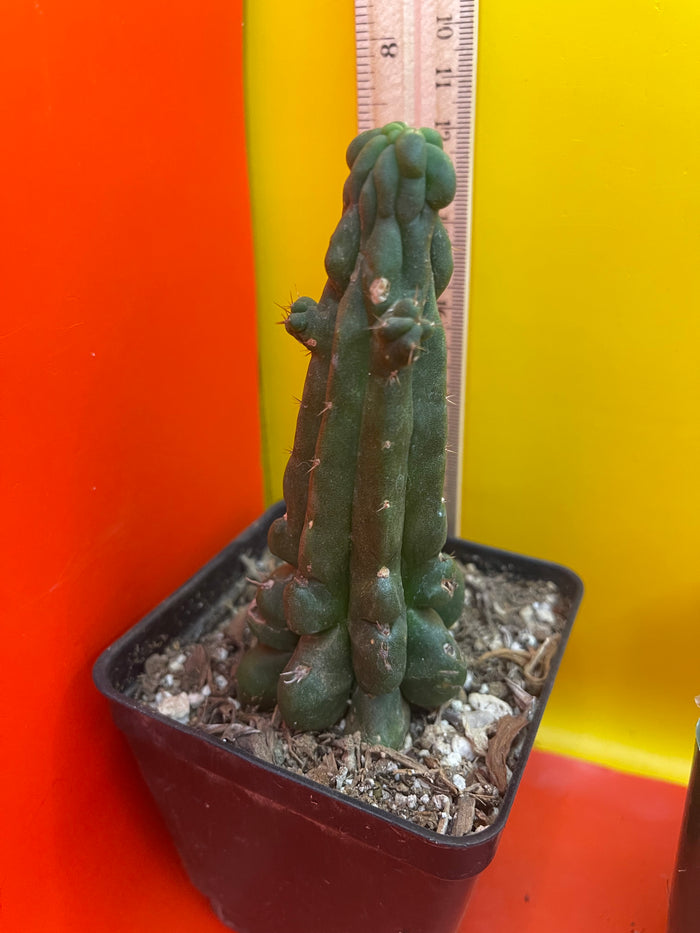 TPMonstrose !