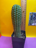 Trichocereus Brevispinulosus happy in a pot !