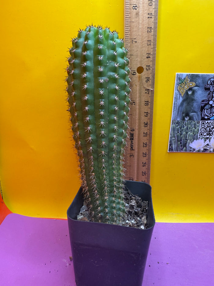 Trichocereus Brevispinulosus happy in a pot !