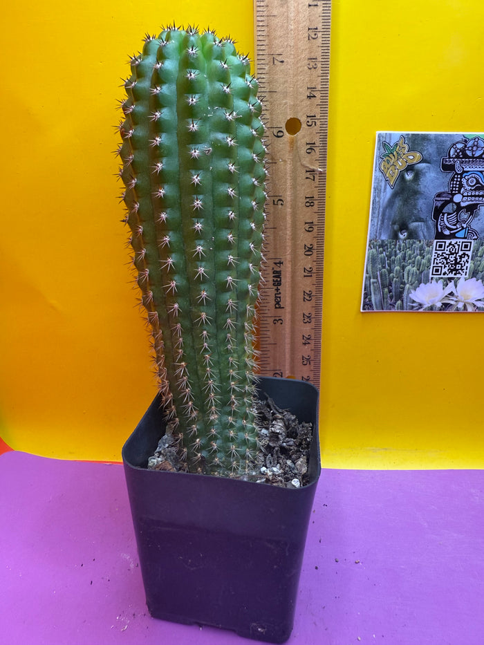 Trichocereus Brevispinulosus happy in a pot !