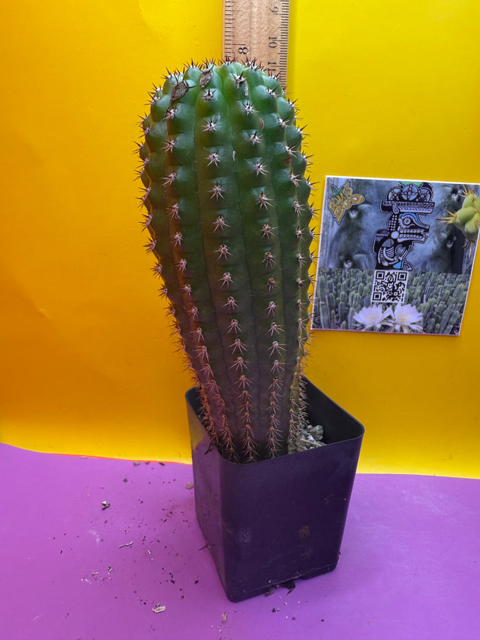 Trichocereus Brevispinulosus happy in a pot !