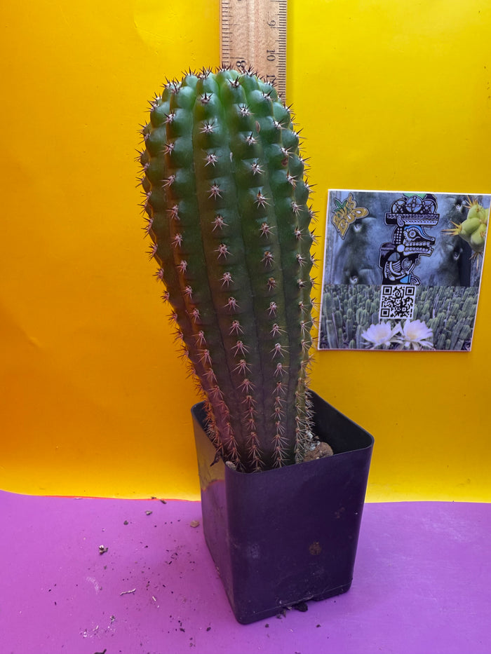 Trichocereus Brevispinulosus happy in a pot !