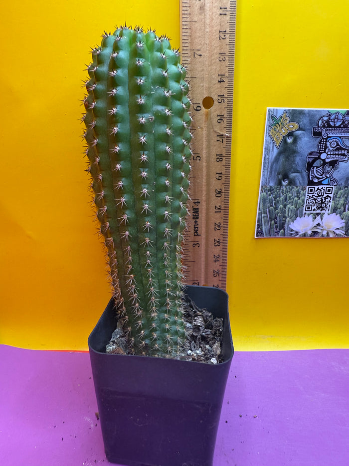 Trichocereus Brevispinulosus happy in a pot !