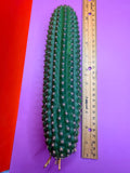 Trichocereus Brevispinulosus with roots