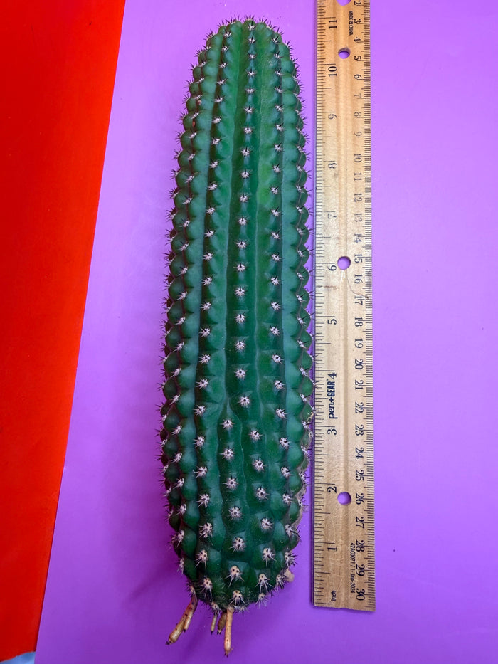 Trichocereus Brevispinulosus with roots