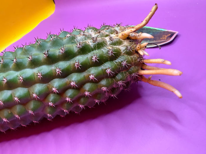 Trichocereus Brevispinulosus with roots