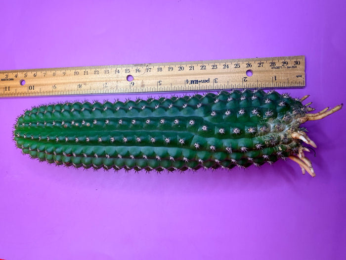 Trichocereus Brevispinulosus with roots