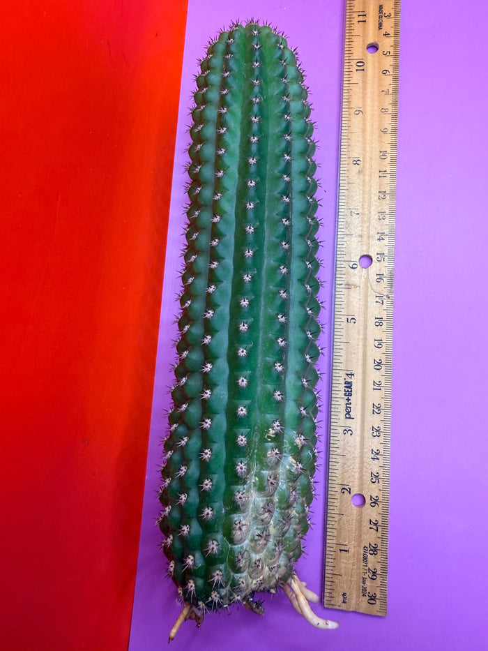 Trichocereus Brevispinulosus with roots