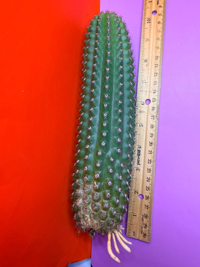 Trichocereus Brevispinulosus with roots