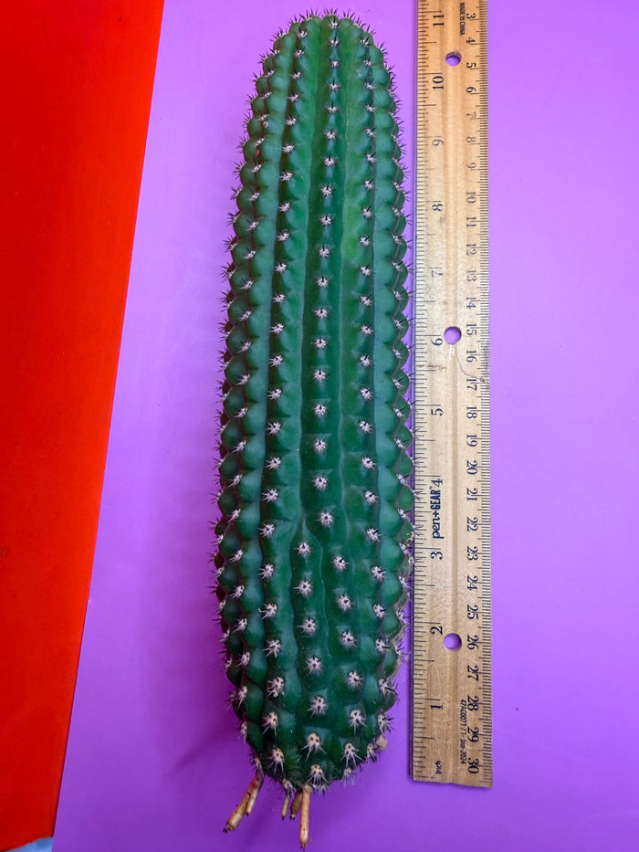 Trichocereus Brevispinulosus with roots