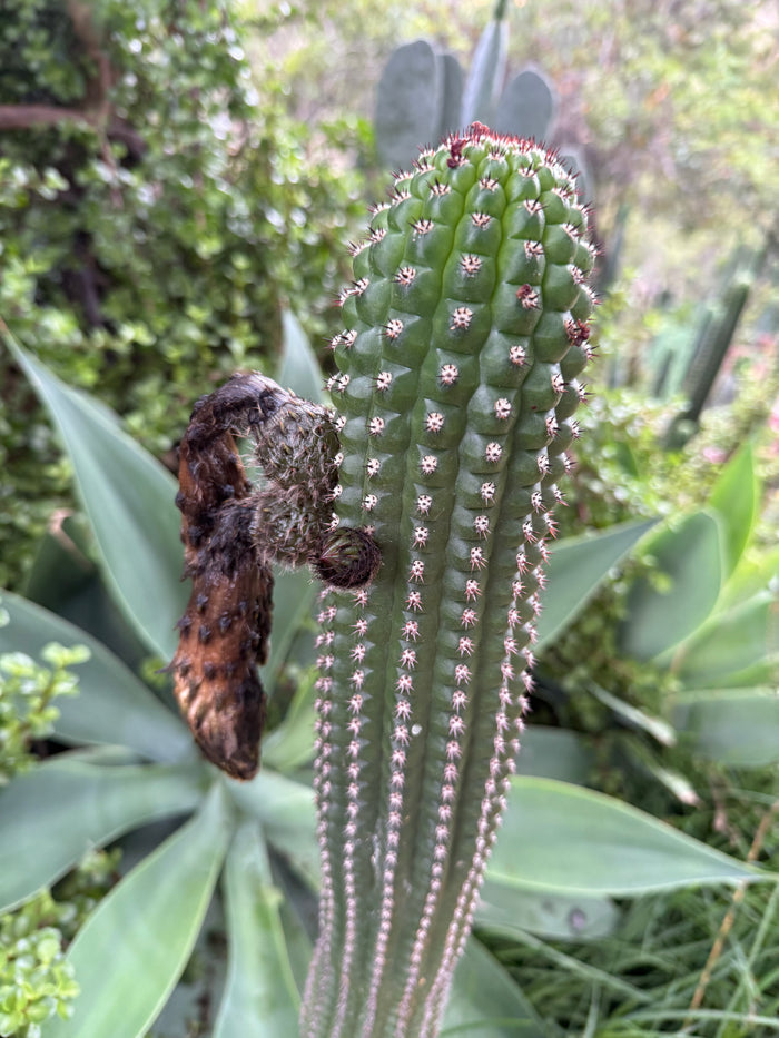 Trichocereus Brevispinulosus x Cahuilla seeds
