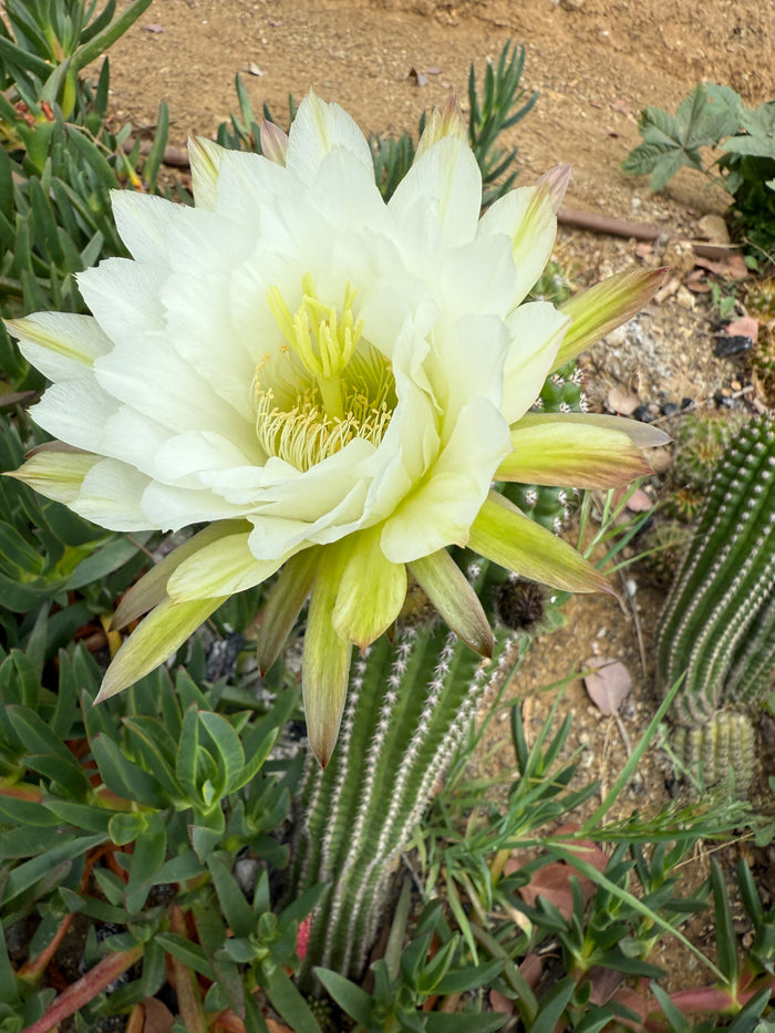 Trichocereus Brevispinulosus x Cahuilla seeds