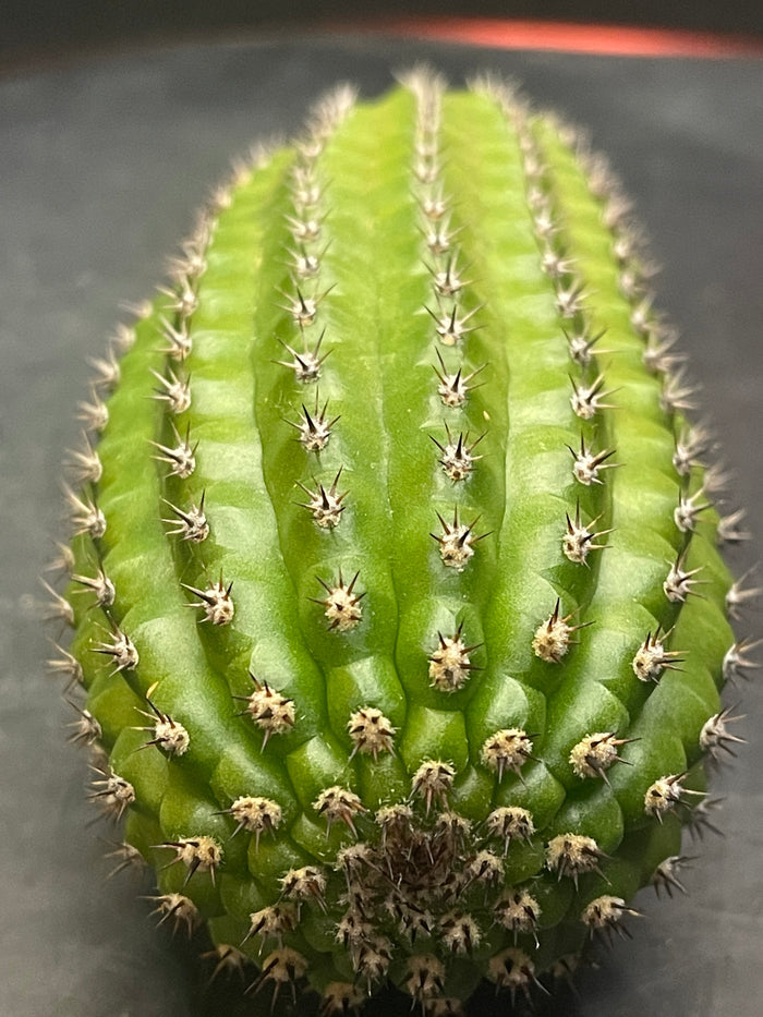 Trichocereus brevispinulosus