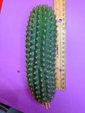 Trichocereus Brevispinulosus