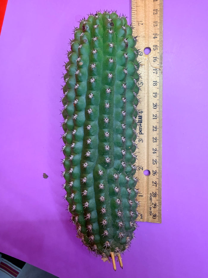 Trichocereus Brevispinulosus
