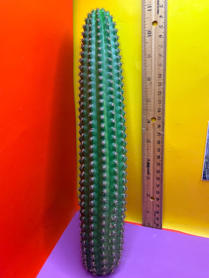 Trichocereus Brevispinulosus
