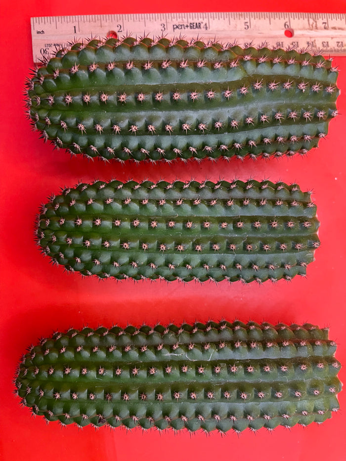Trichocereus Brevispinulosus