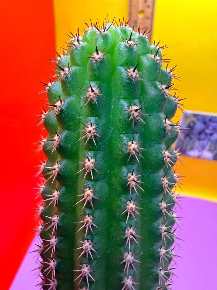 Trichocereus Brevispinulosus