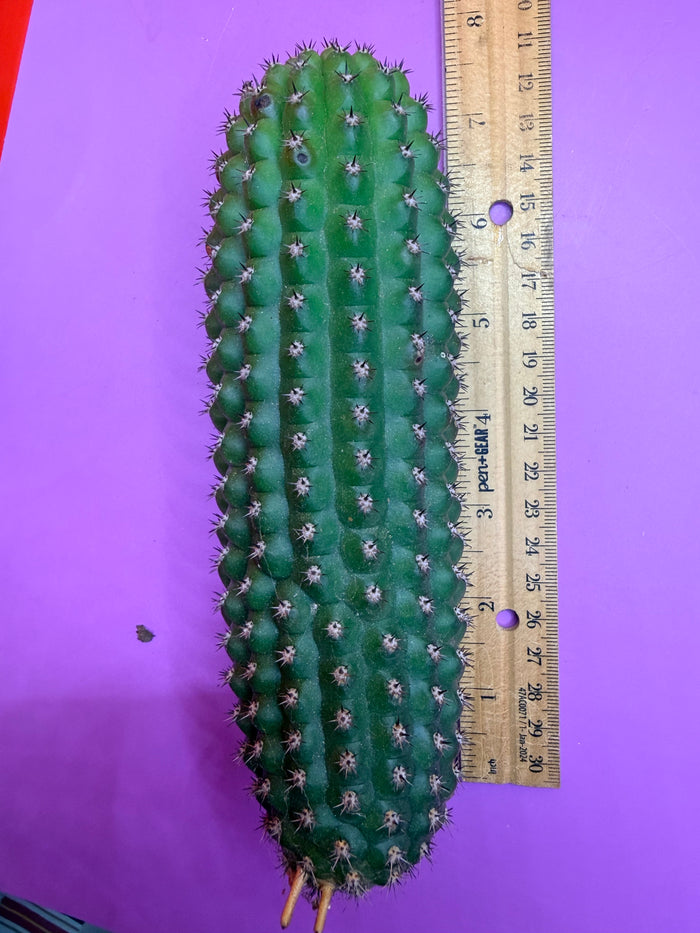 Trichocereus Brevispinulosus