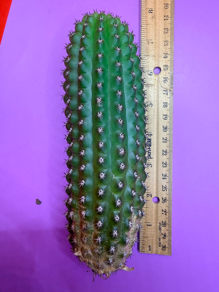 Trichocereus Brevispinulosus