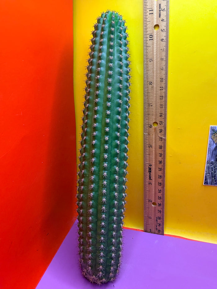 Trichocereus Brevispinulosus