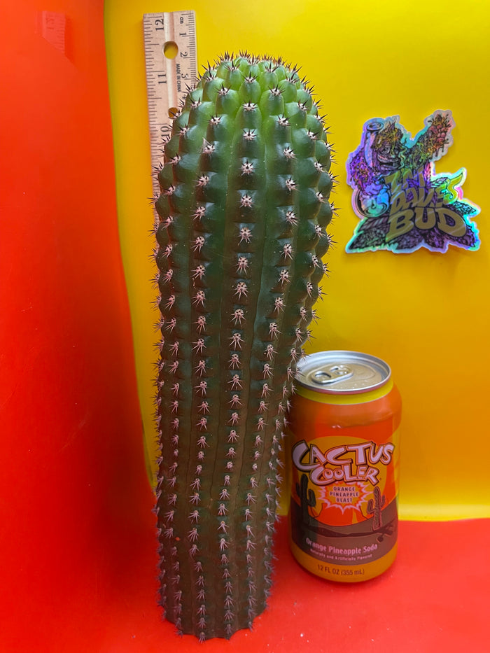 Trichocereus Brevispinulosus