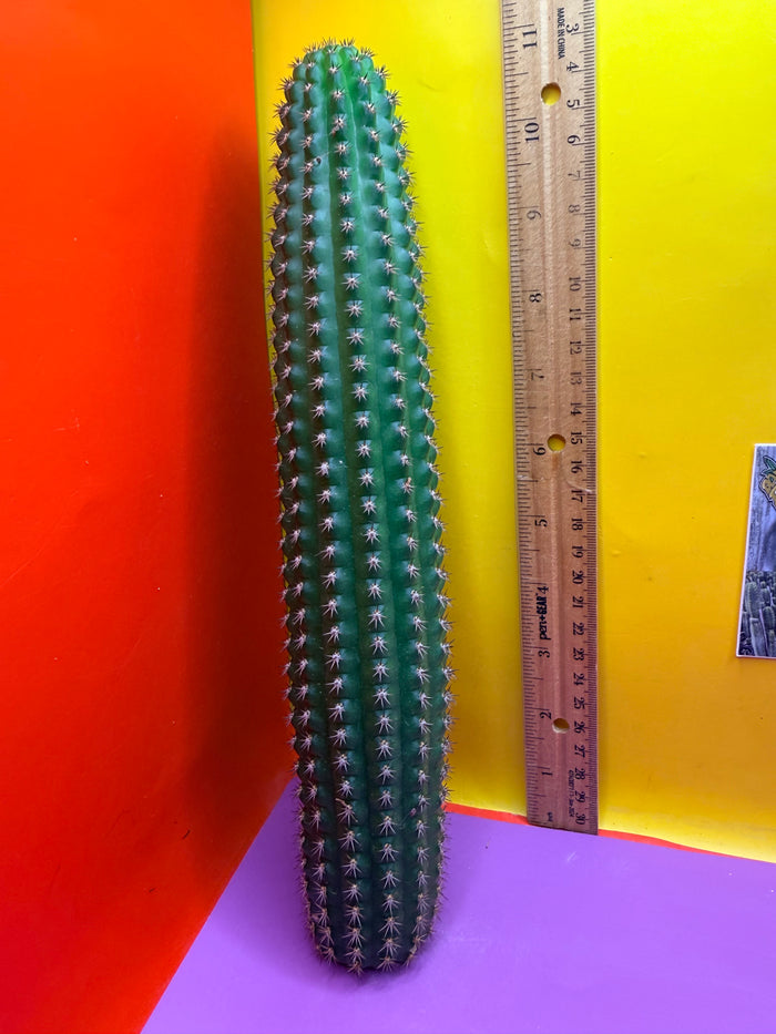 Trichocereus Brevispinulosus