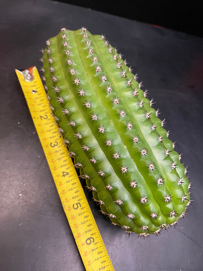 Trichocereus brevispinulosus