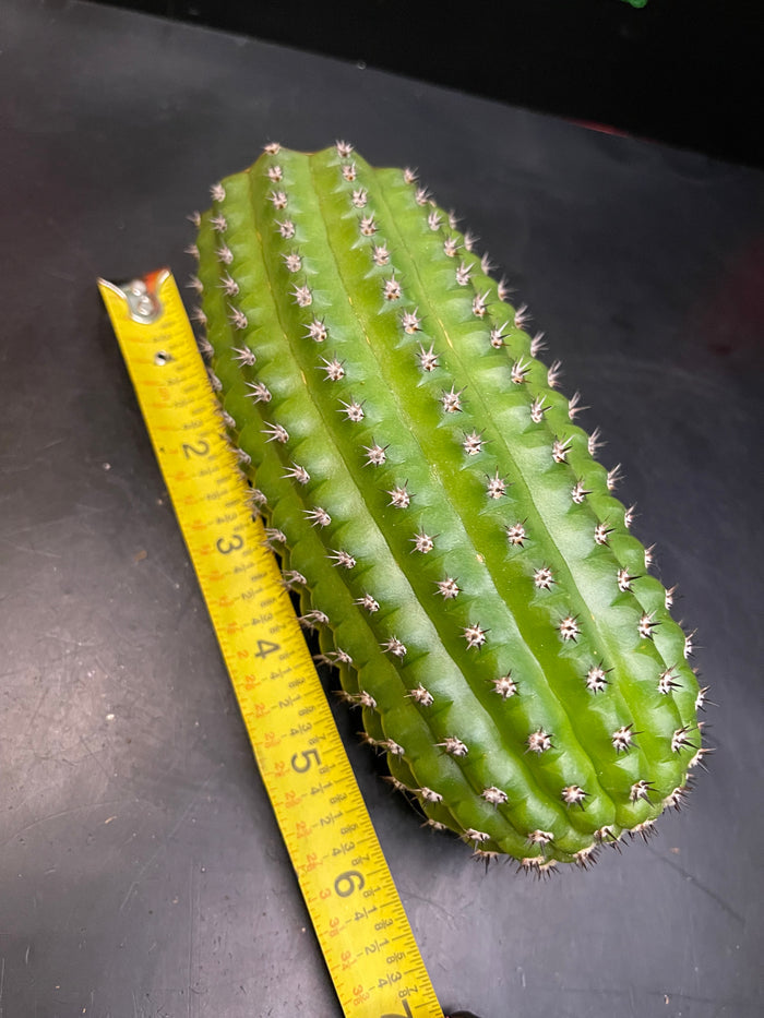 Trichocereus brevispinulosus