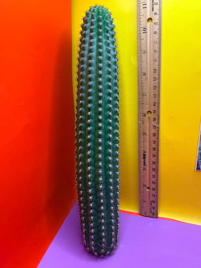 Trichocereus Brevispinulosus
